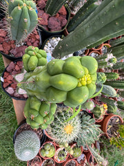 💎👑💎 Q-Tip — Chonky 6” Tip