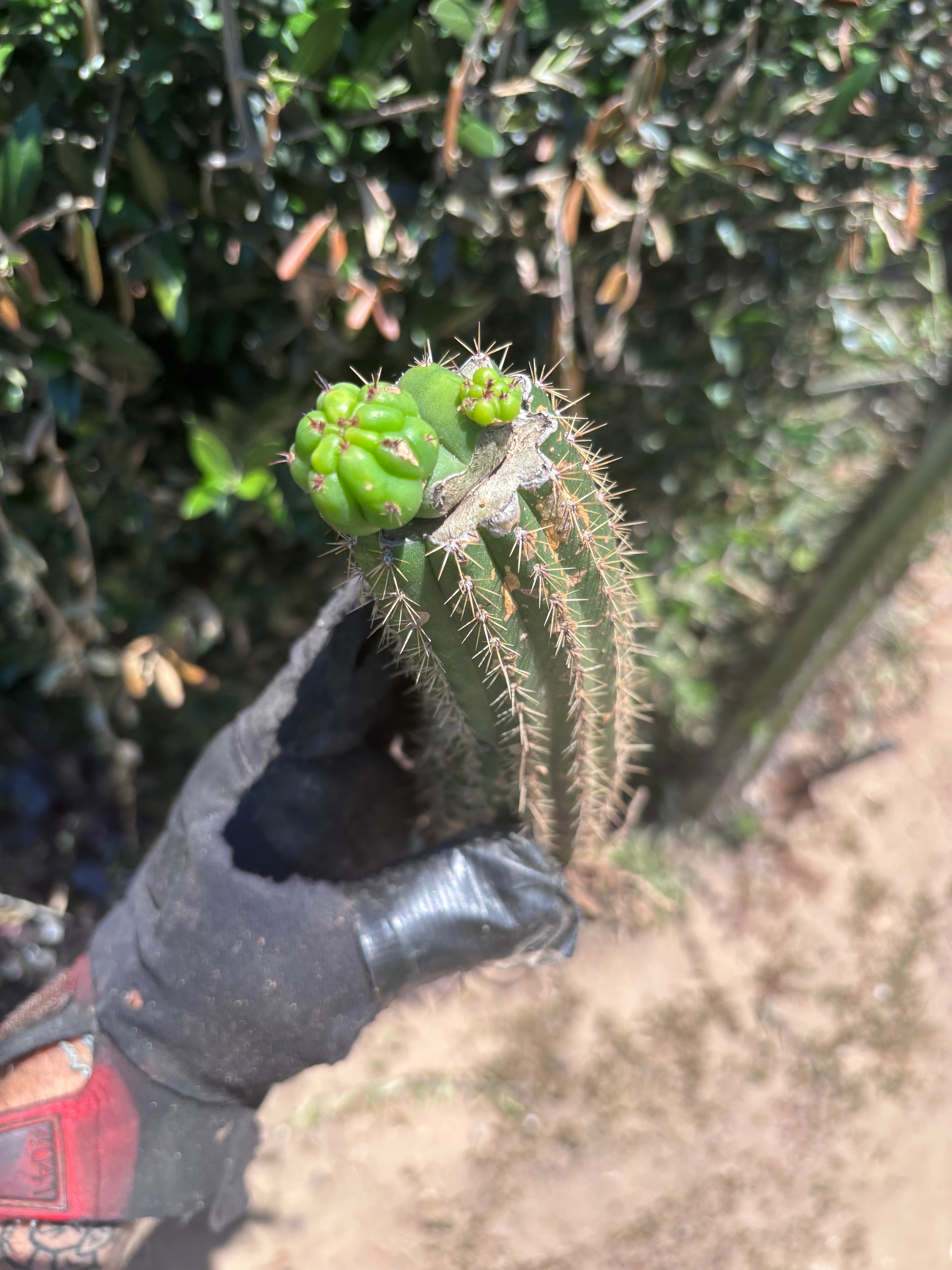 👑🌶️🌶️ KR04 — Another Whole Rooted Graft