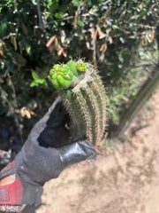 👑🌶️🌶️ KR04 — Another Whole Rooted Graft