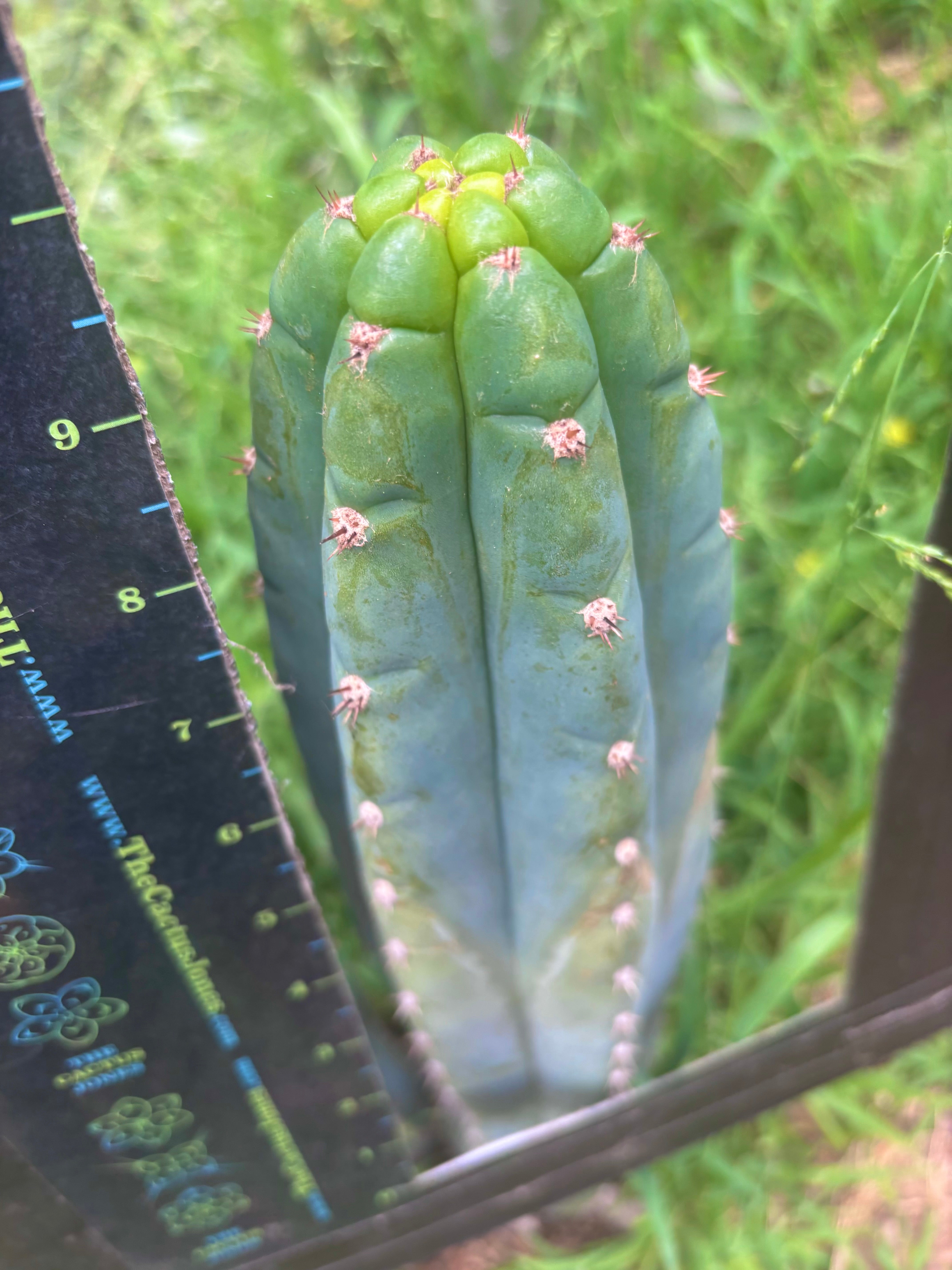 👑 Gene’s Driveway — 10” Tips