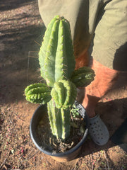 💎👑💎 Havran — Biggest Rooted Graft Ever!
