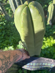 👑💎 Aussie Scop — XL Balloon 14” Tip