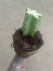 💎🌶️🌶️ NOM — Fully Rooted XL Stump