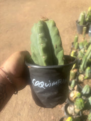 💎👑💎 T. Coquimbanus — Pup Graft on Rooted Scop