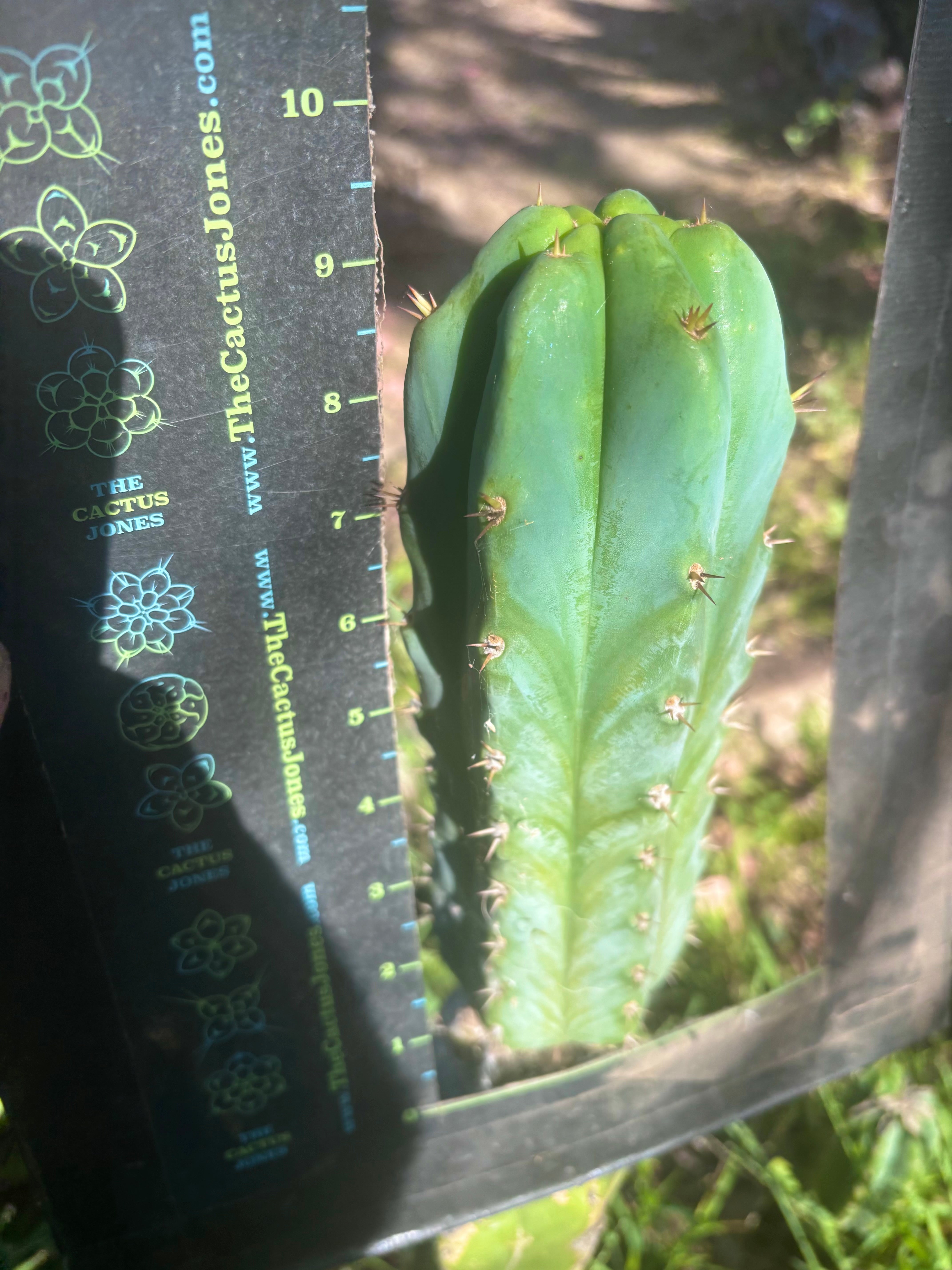 🌶️🌶️ NoidTwo — 9.5” Pup
