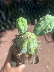 👑💎 Grecas — Butt Graft with 2 Pups