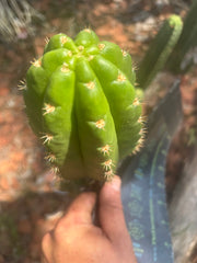 💎👑💎🌶️ CareBear — 6.5” Tip