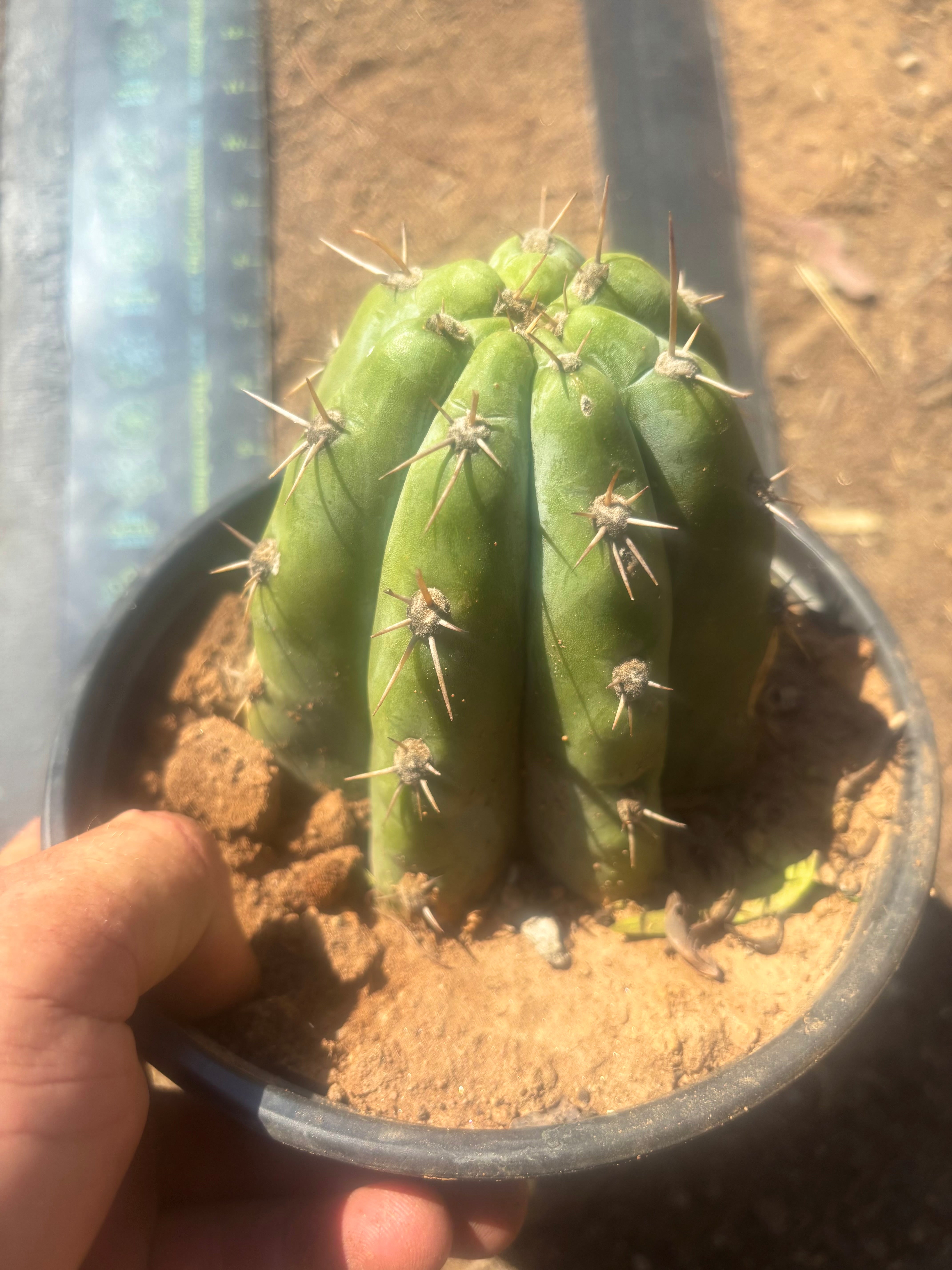 👑 TSSBP — Rooted Tip