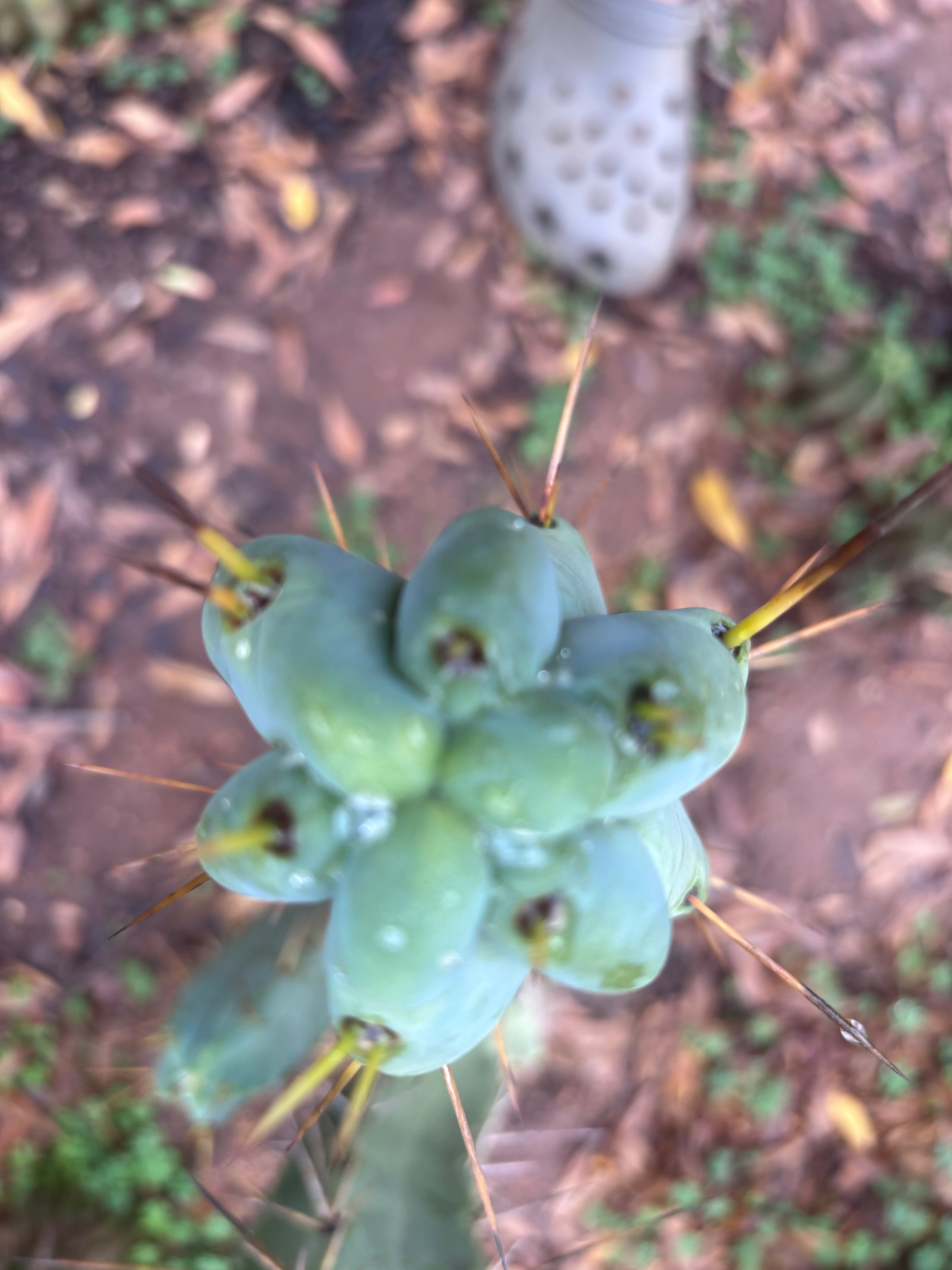 💎🌶️ Kai x Sina — Melty 10” Tip