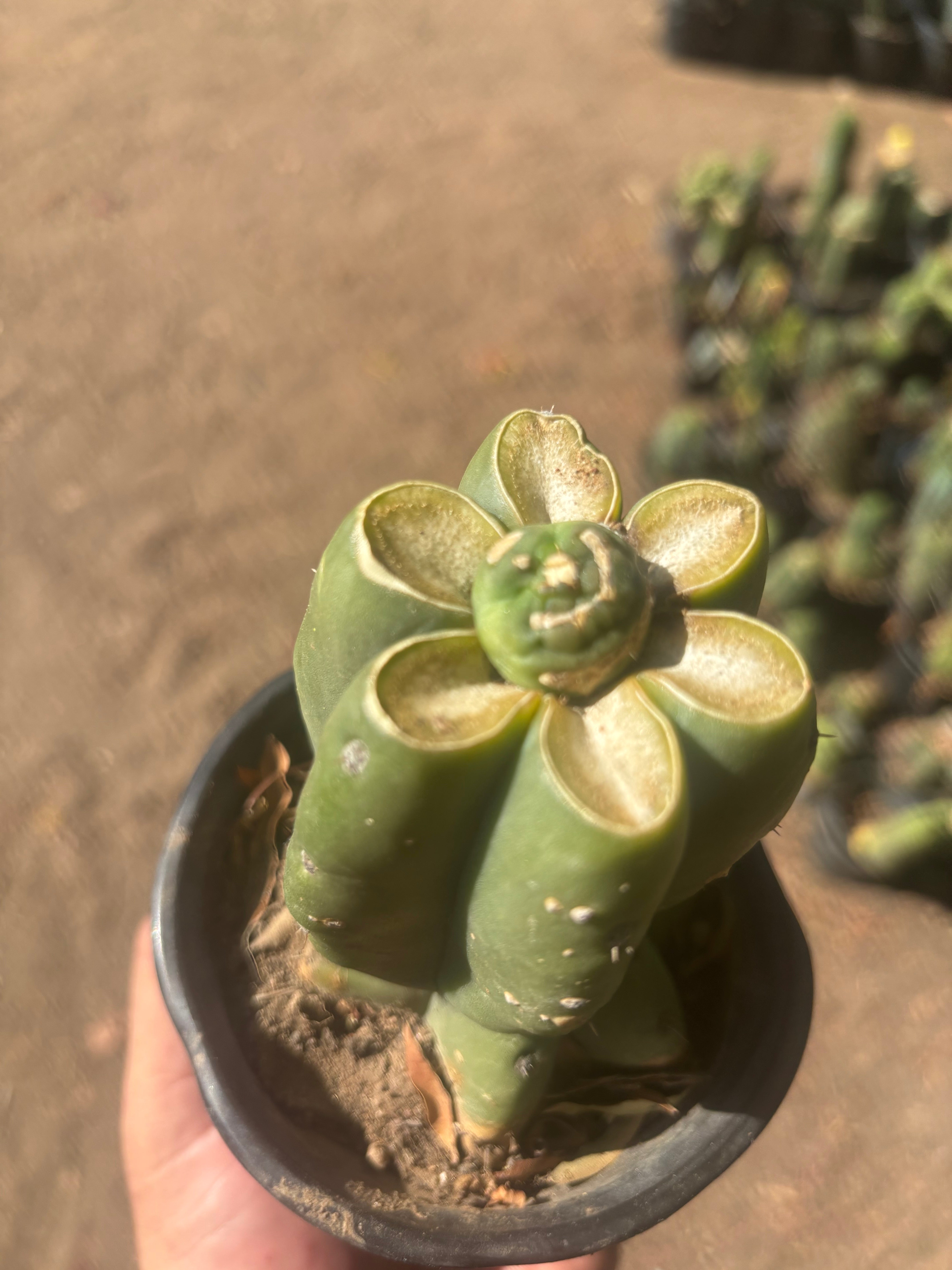 💎👑💎 SCB  — Pup Graft on Rooted Pierre