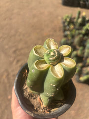 💎👑💎 SCB  — Pup Graft on Rooted Pierre