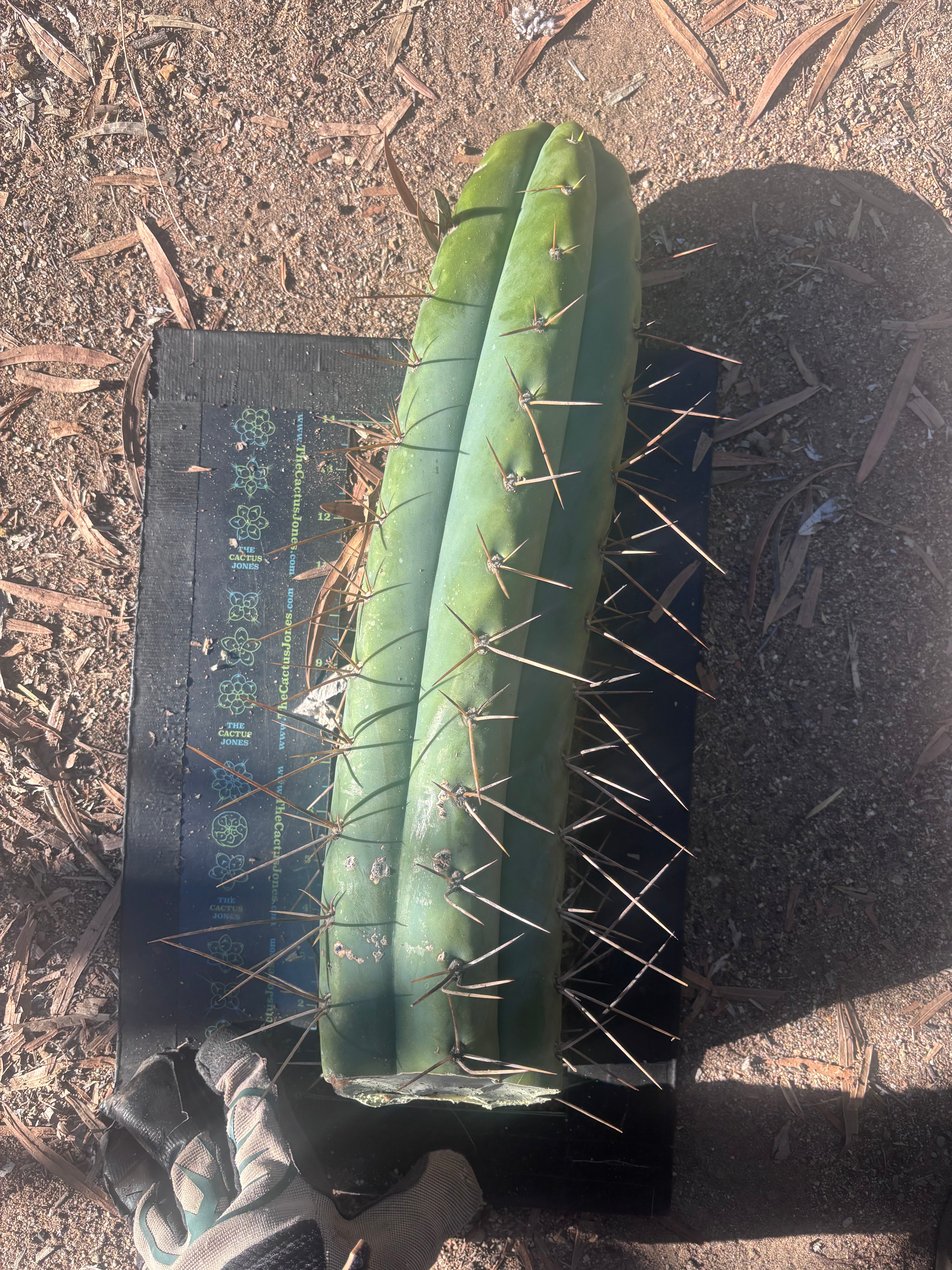 🌶️ SS02 x Kimura’s Spiny Giant  — Another Massive 16” Tip