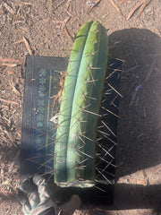 🌶️ SS02 x Kimura’s Spiny Giant  — Another Massive 16” Tip