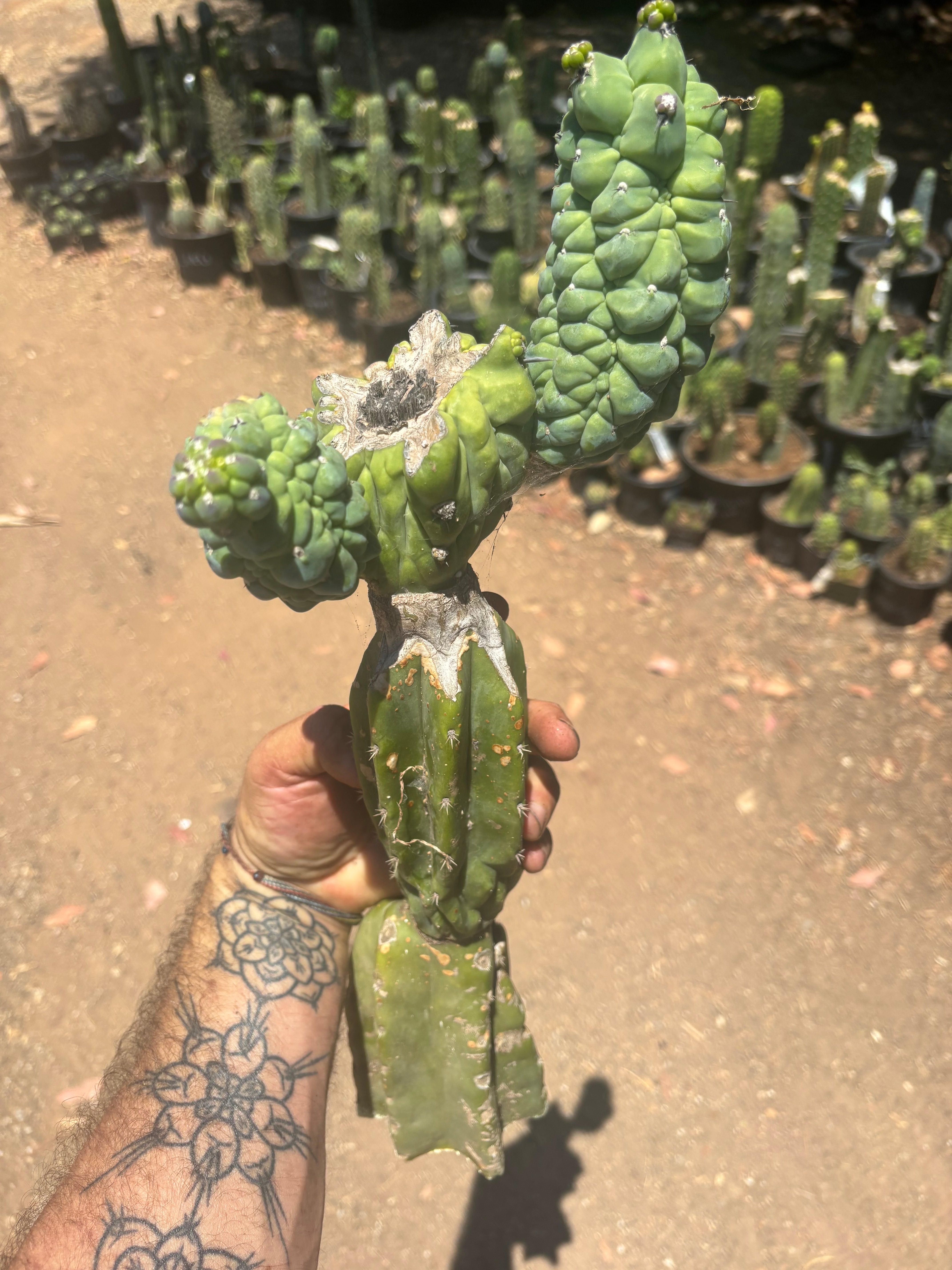 👑💎 Glorp — Another XL Graft
