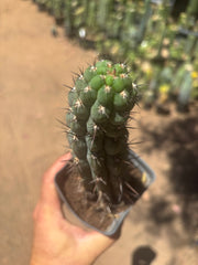👑 Chala — Rooted 9” Tip