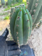 👑🌶️ KK339 — Chubby 10” Pup