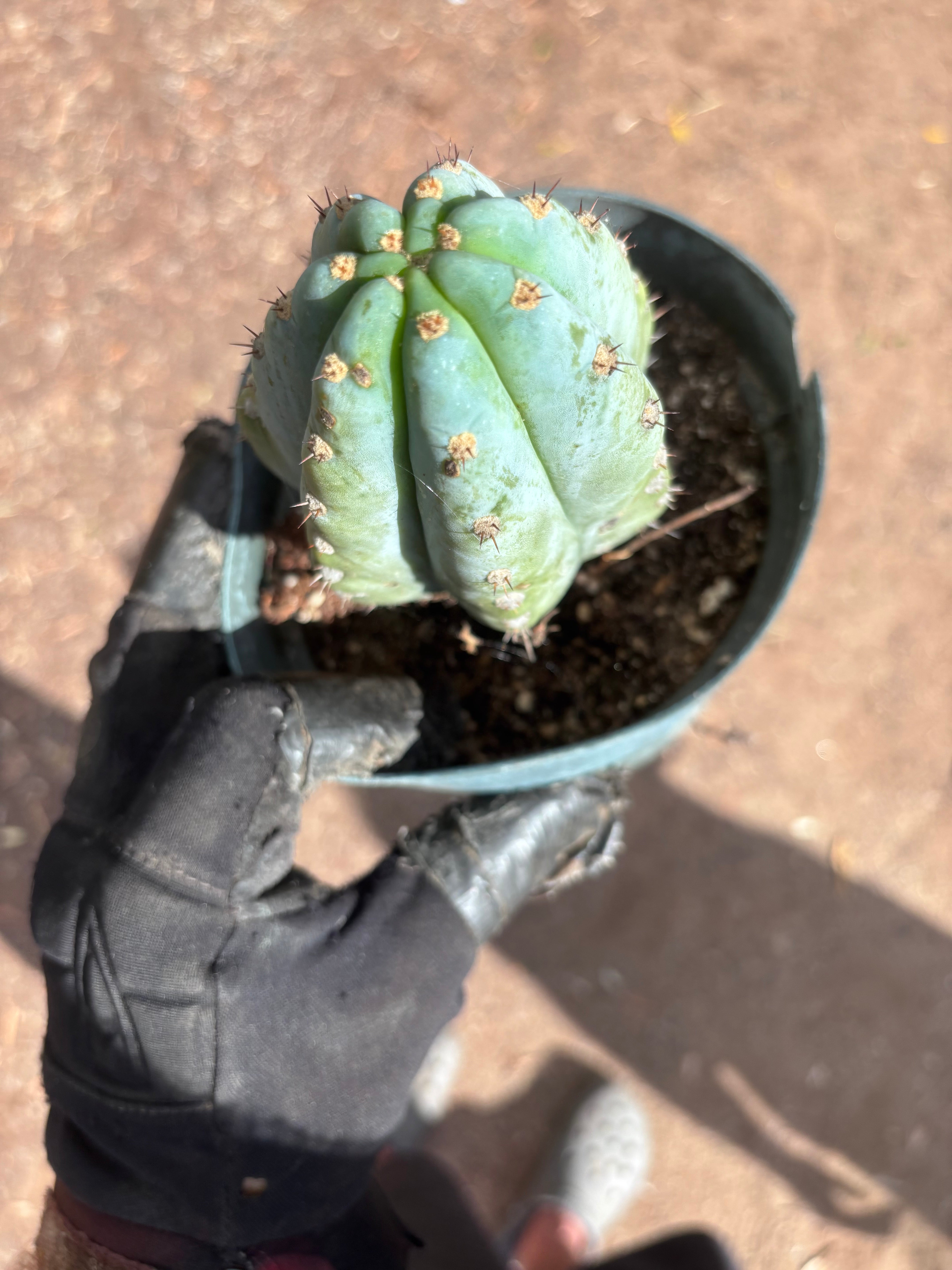 💎👑 Althea — Fully Rooted Chonk Tip
