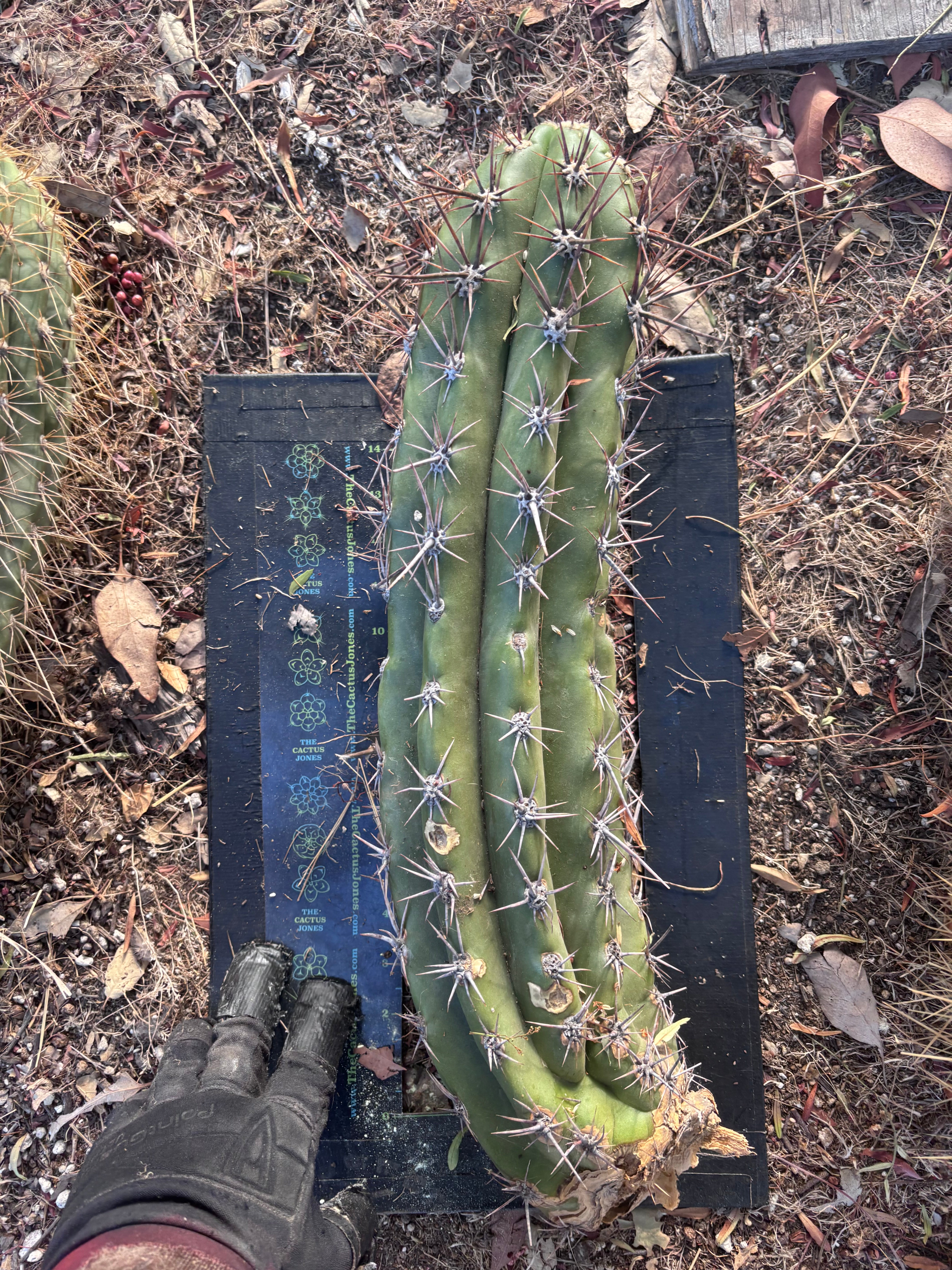 💎 Taquimbalensis — XL 17” Pup