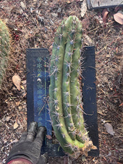 💎 Taquimbalensis — XL 17” Pup