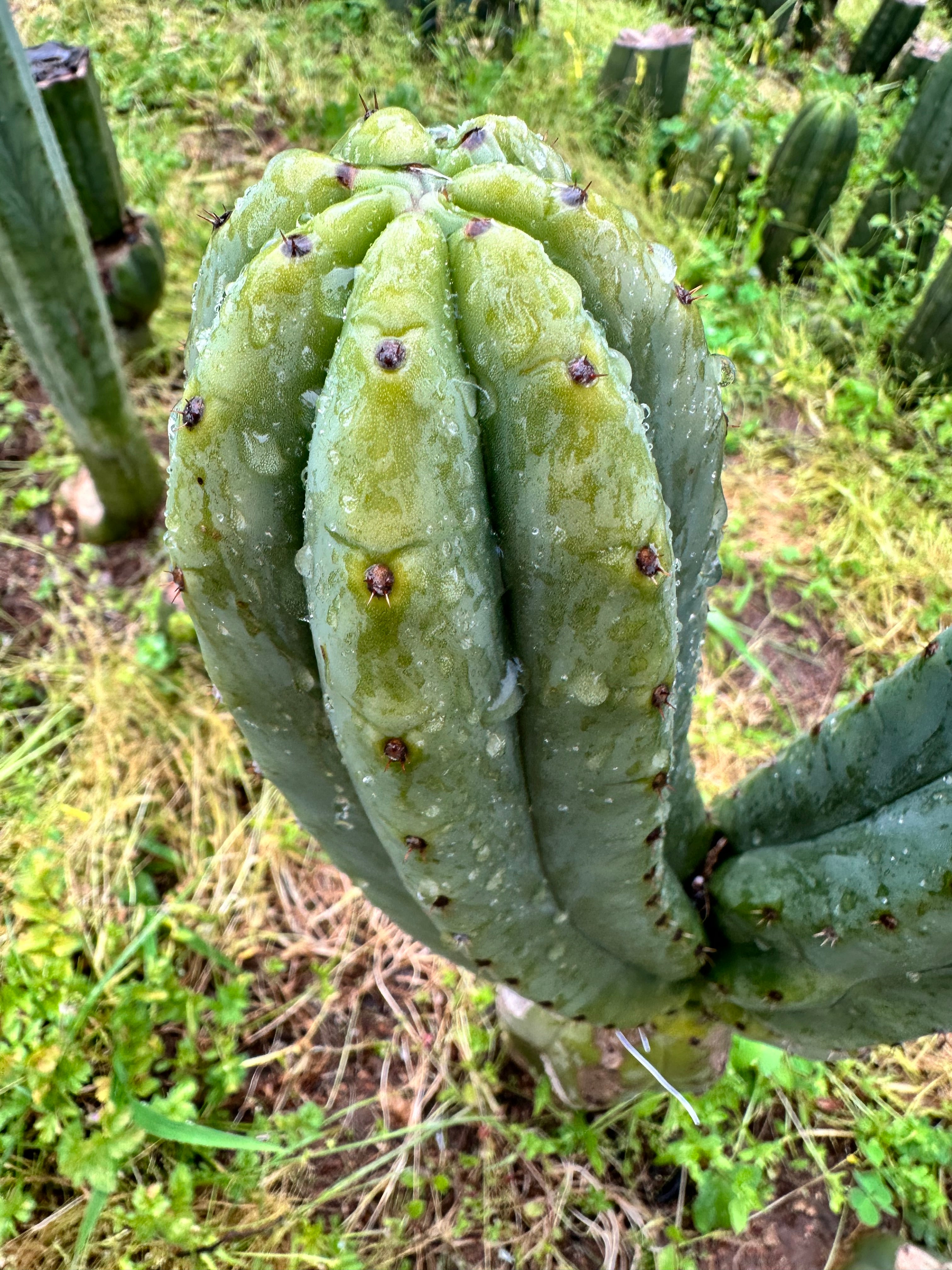 👑🌶️🌶️ Ogun — Beefy 10” Tips (3)