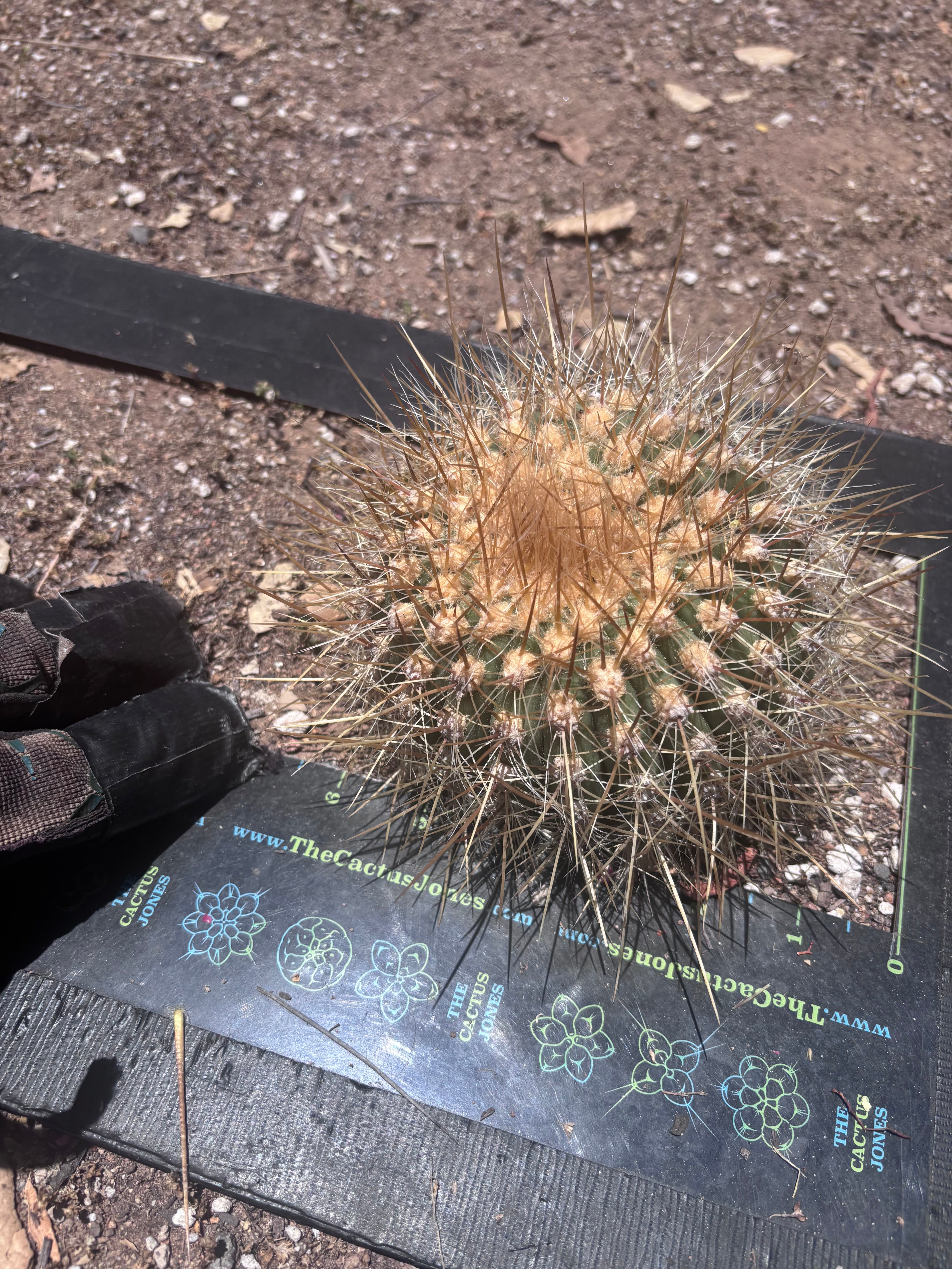 💎 T. Atacamensis — Small Pup