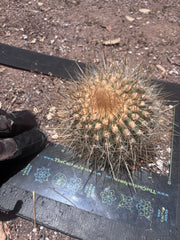 💎 T. Atacamensis — Small Pup