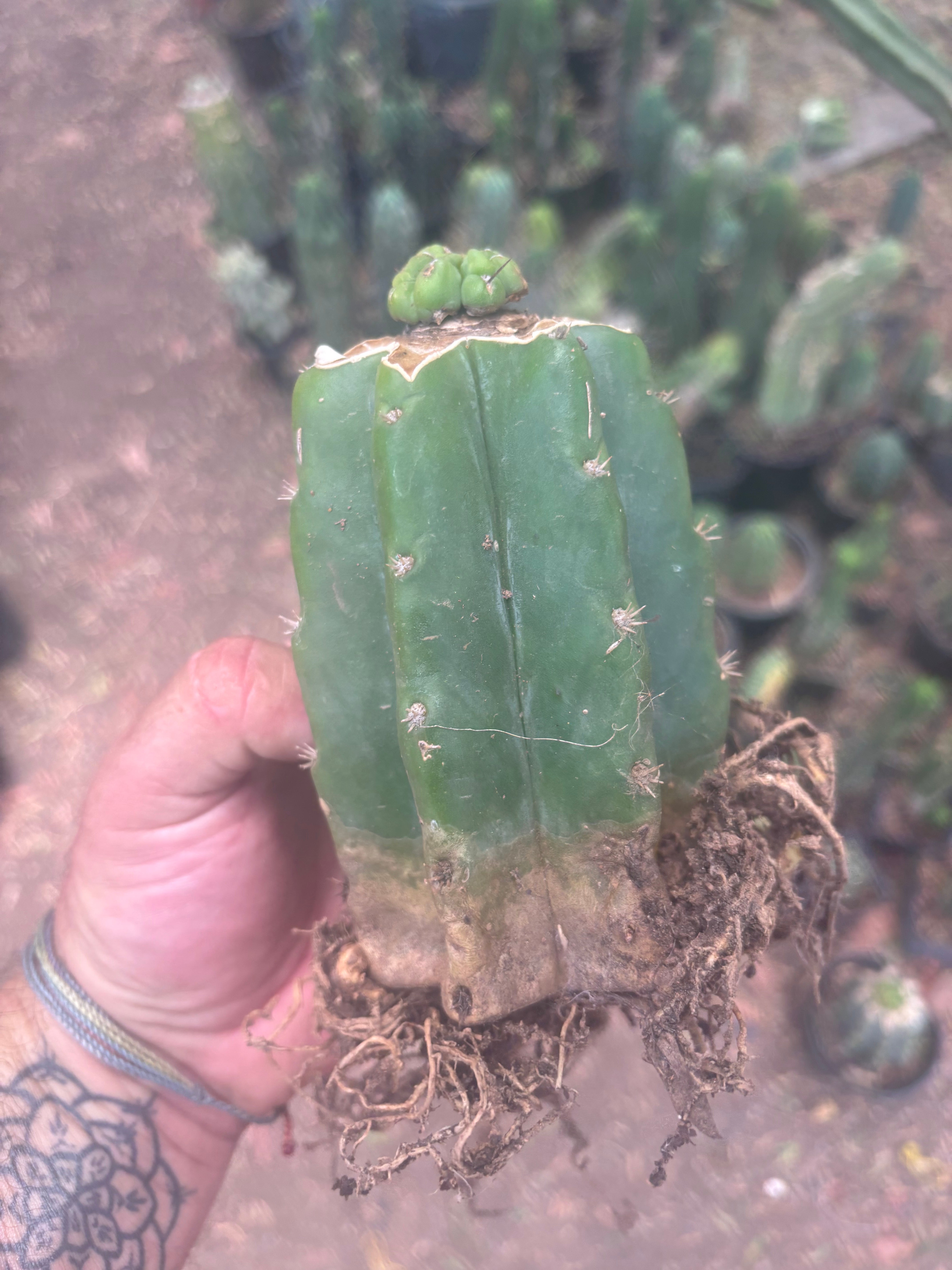💎👑💎 Havran — Pup Graft on Rooted PC