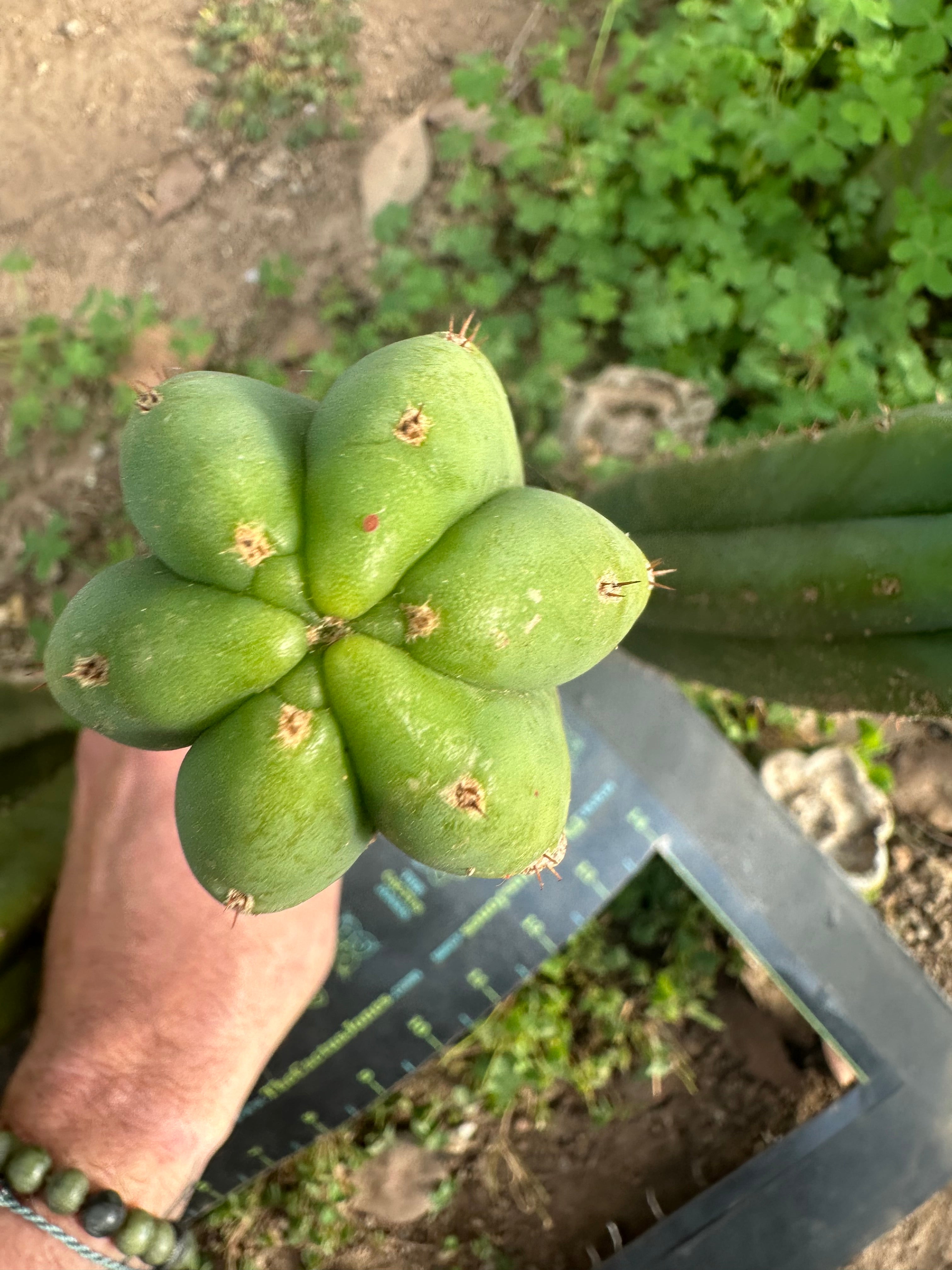 👑🌶️ Quito Qcumber — Restocked — 10” Tips