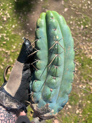 💎🌶️🌶️ NOM — Beefy 10” Pup