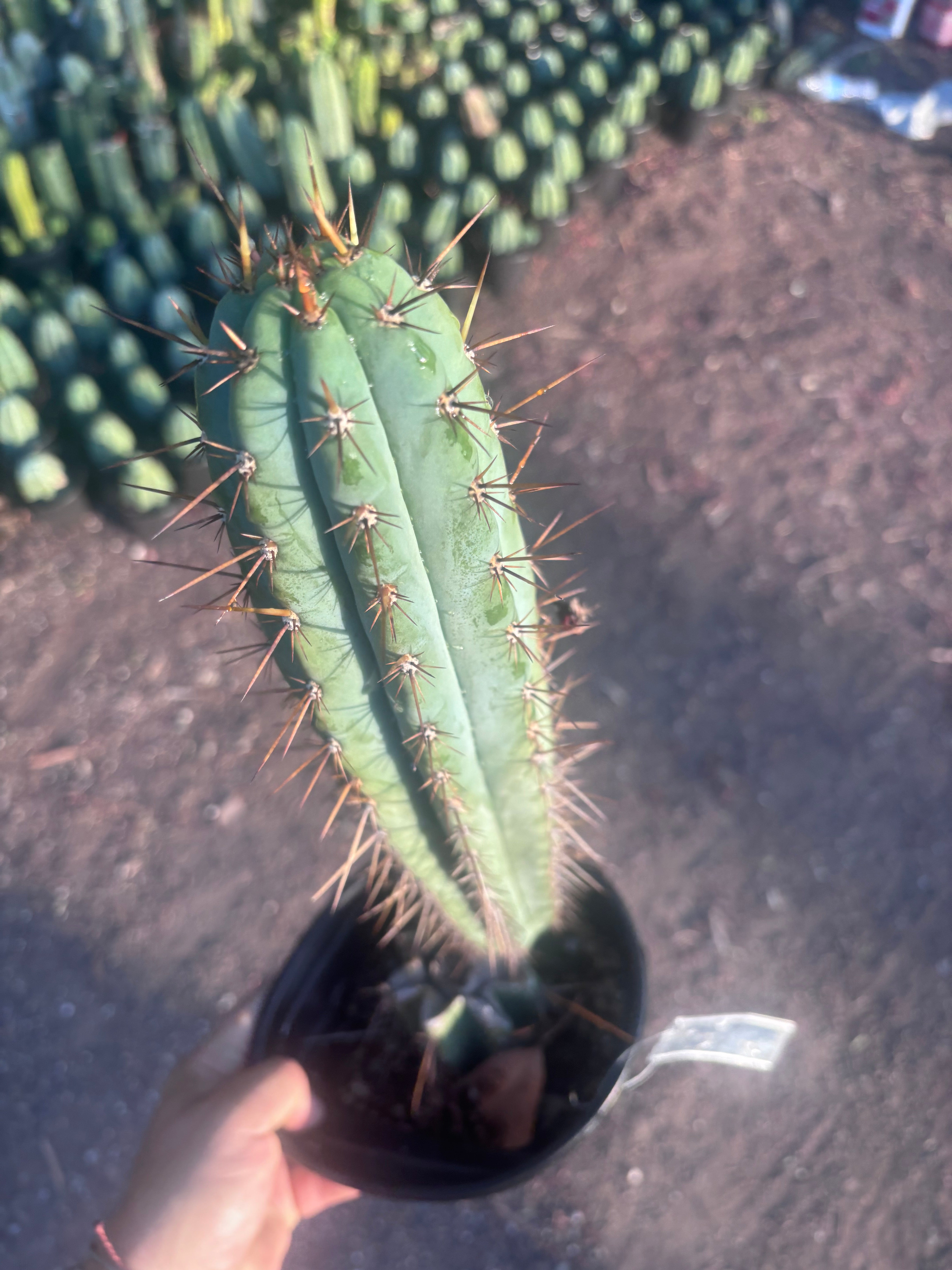💎👑💎(🌶️ ) Tipz — Fully Rooted 16”