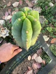 👑🌶️🌶️ Landfill — 11” Pup