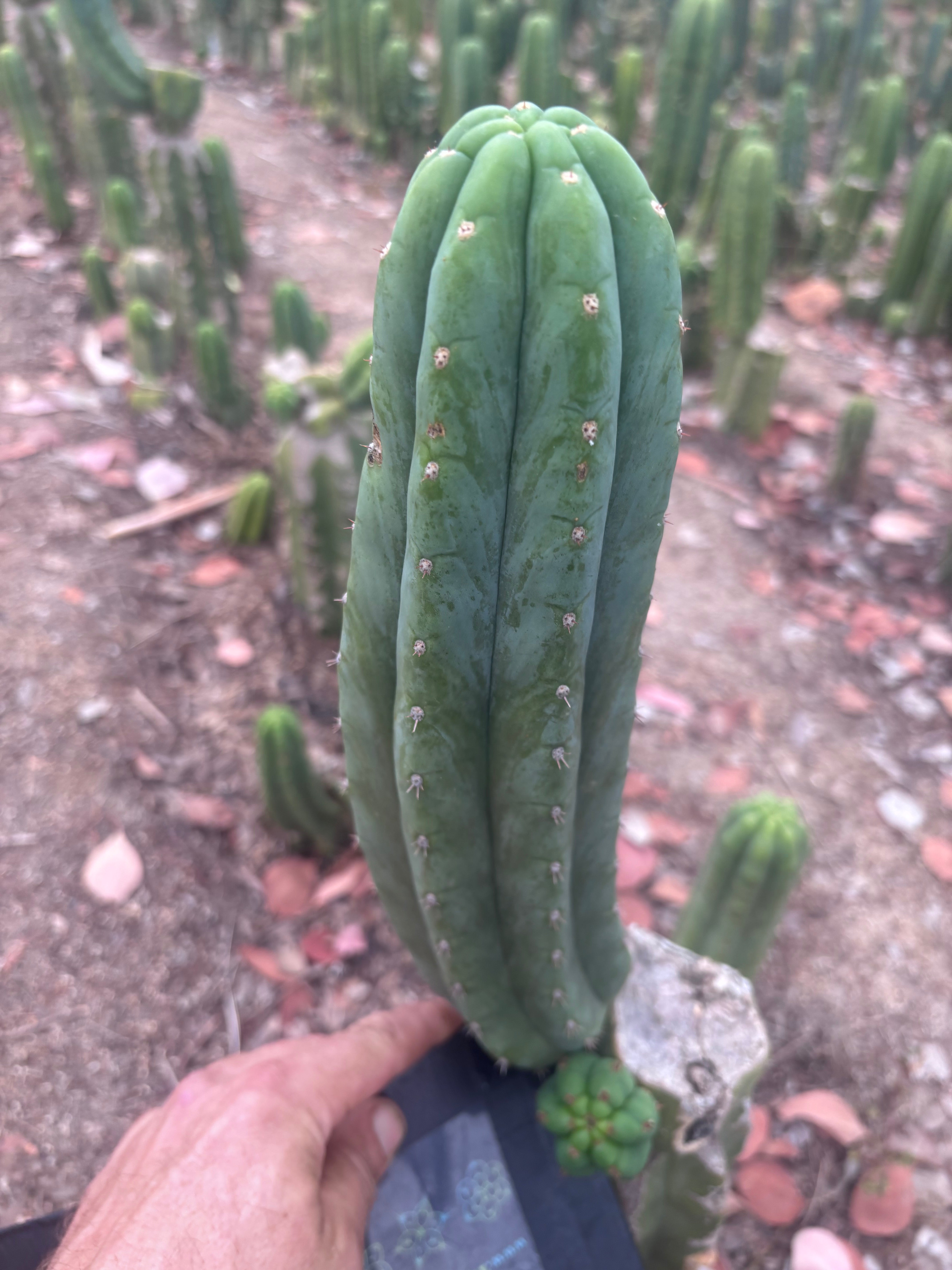 👑🌶️🌶️ Ogun — 12” Pup