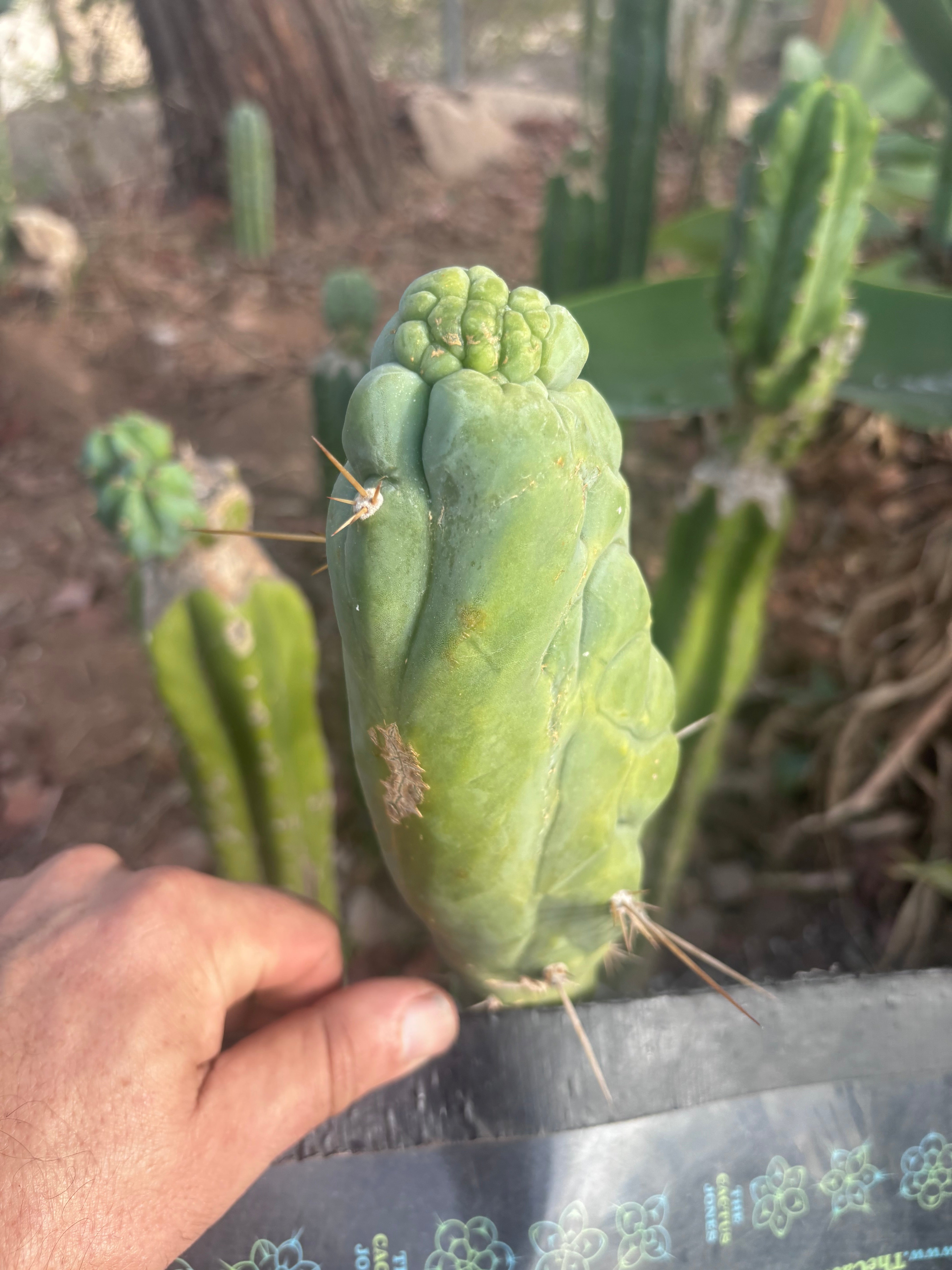 💎👑 Bruce’s Dragon — Chonky 7” Tip