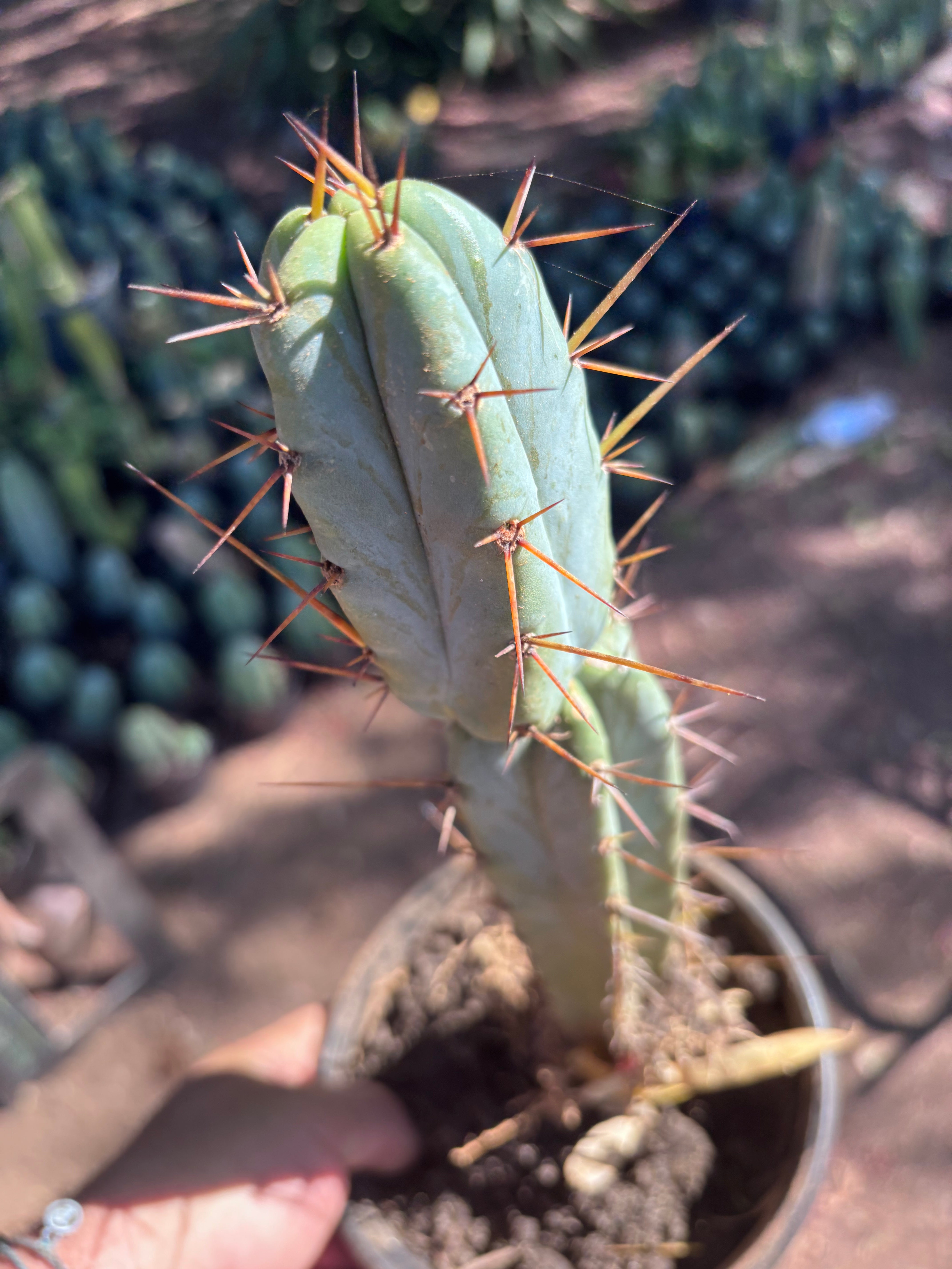 👑🌶️ SFBG — Rooted 13”