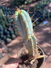 👑🌶️ SFBG — Rooted 13”
