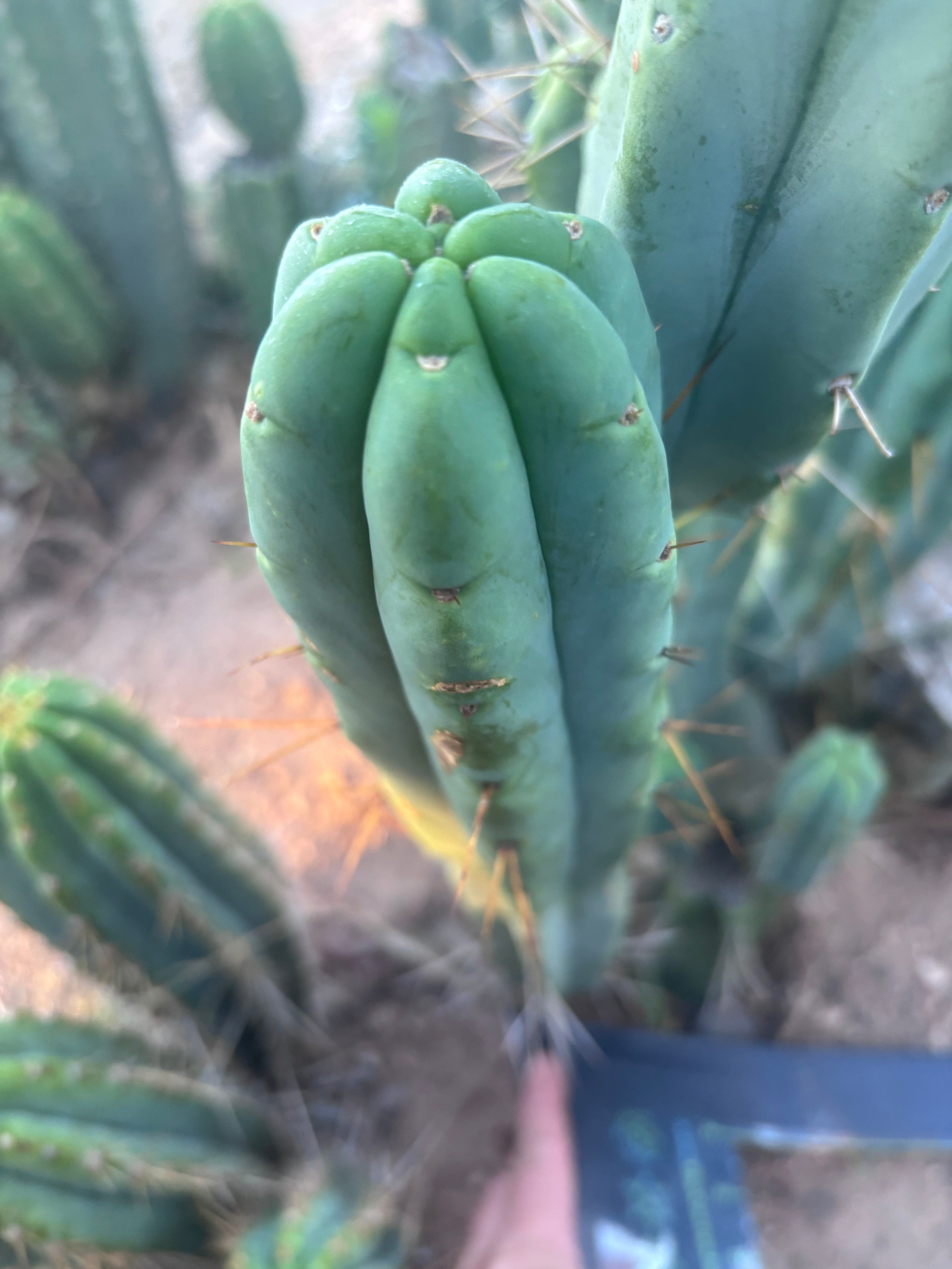 👑🌶️ BBB — Another XL 15” Pup