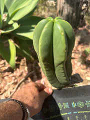 👑 Primo Aussie Scop — 8” Melon Pup