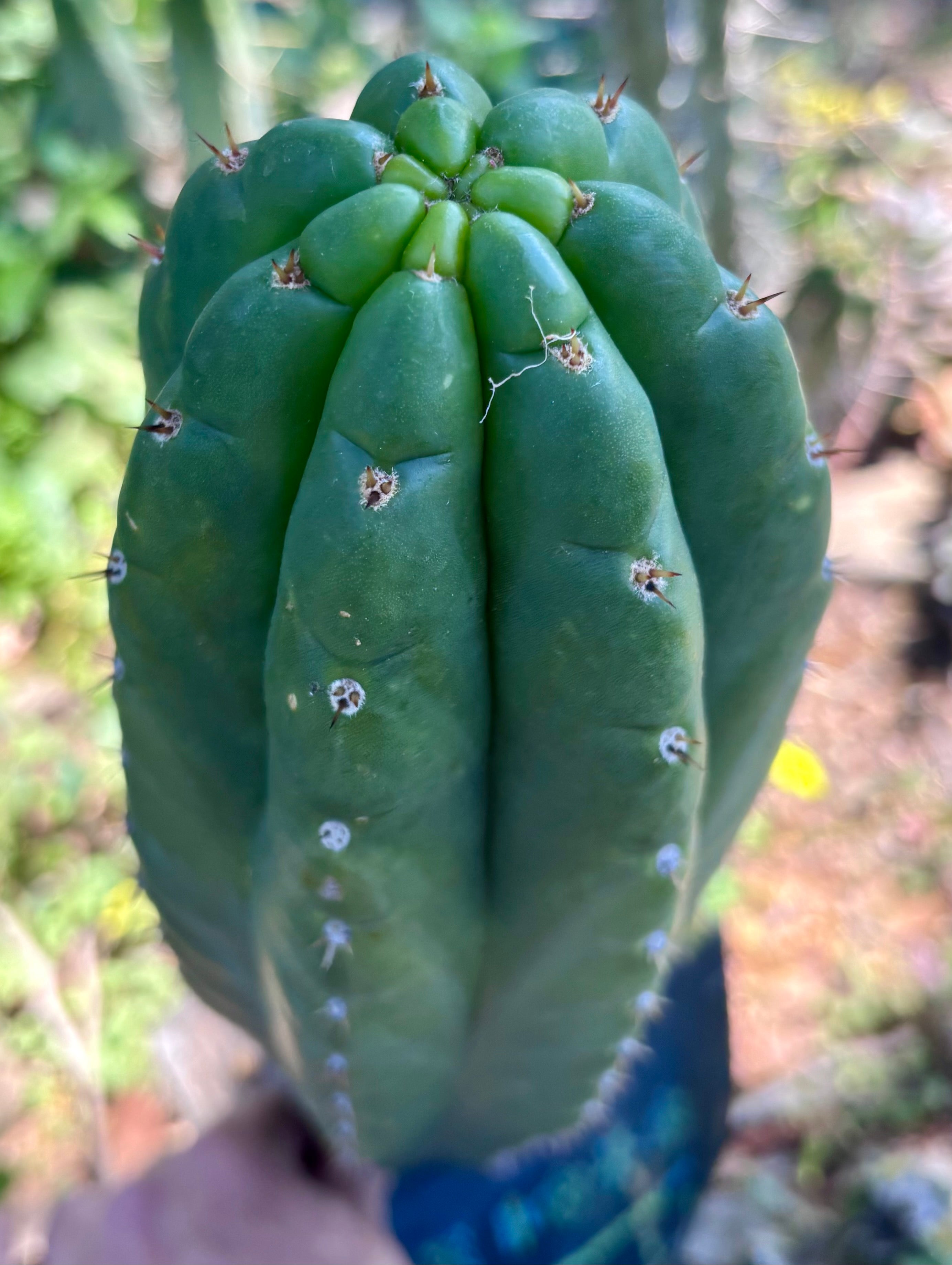 👑💎🌶️ Lima — MASSIVE 16” Pup