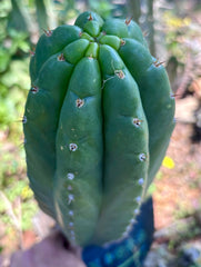 👑💎🌶️ Lima — MASSIVE 16” Pup