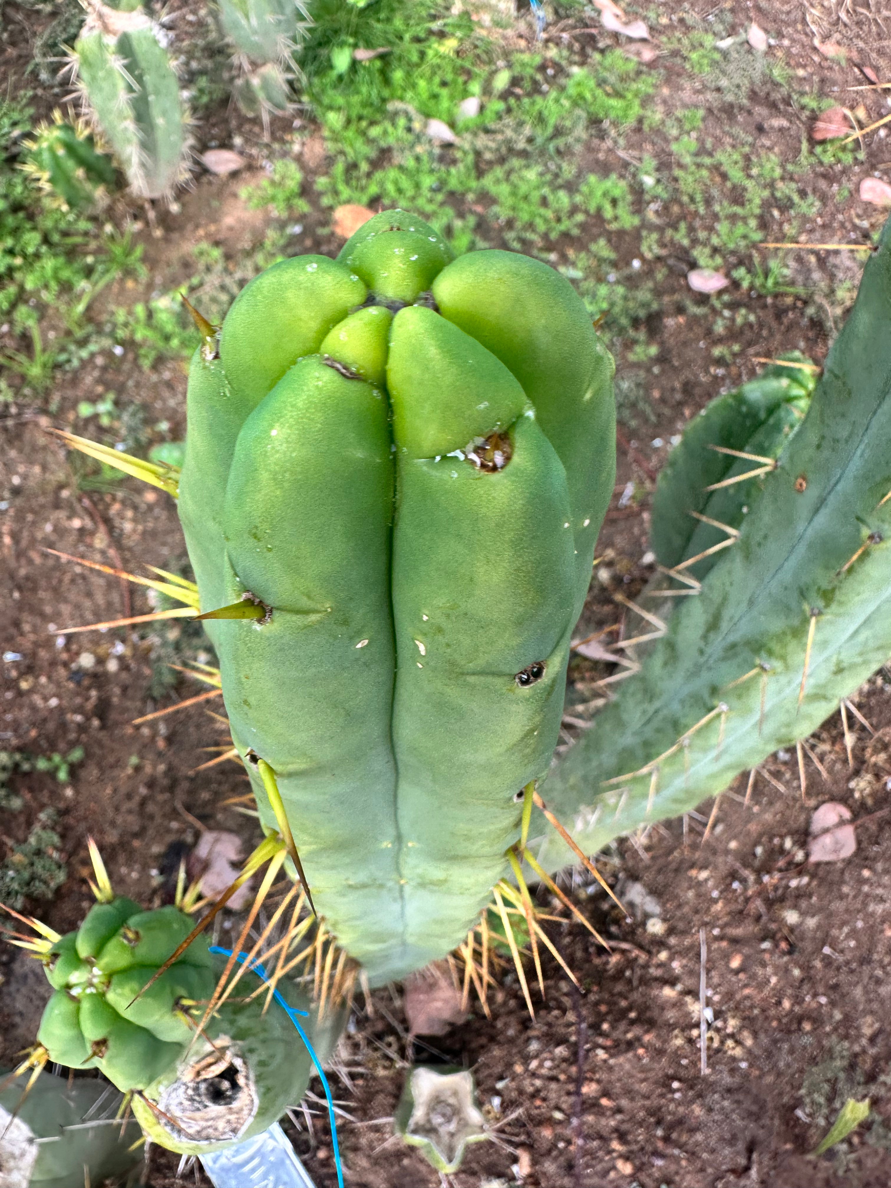 👑🌶️ Jiimz Twin Spine  — 12” Tips