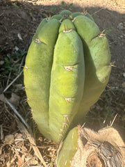 *👑🌶️ Bob’s Colossus—  Chonky 9” Pup