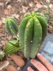 👑🌶️🌶️ Landfill — 8” Pup