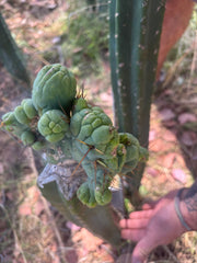👑🌶️🌶️ TBMC — XXL Graft