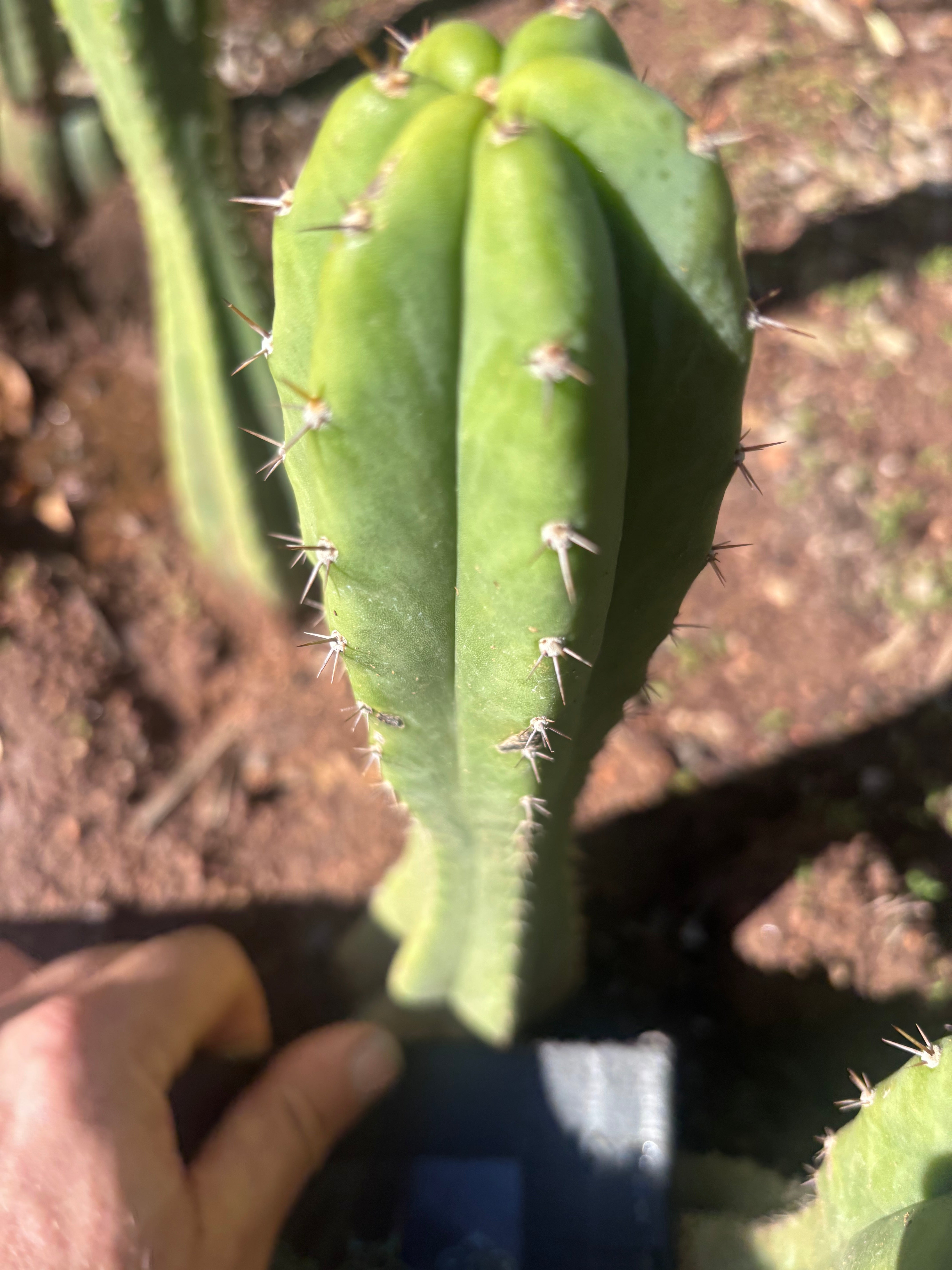 👑🌶️🌶️ Landfill — 9” Tip