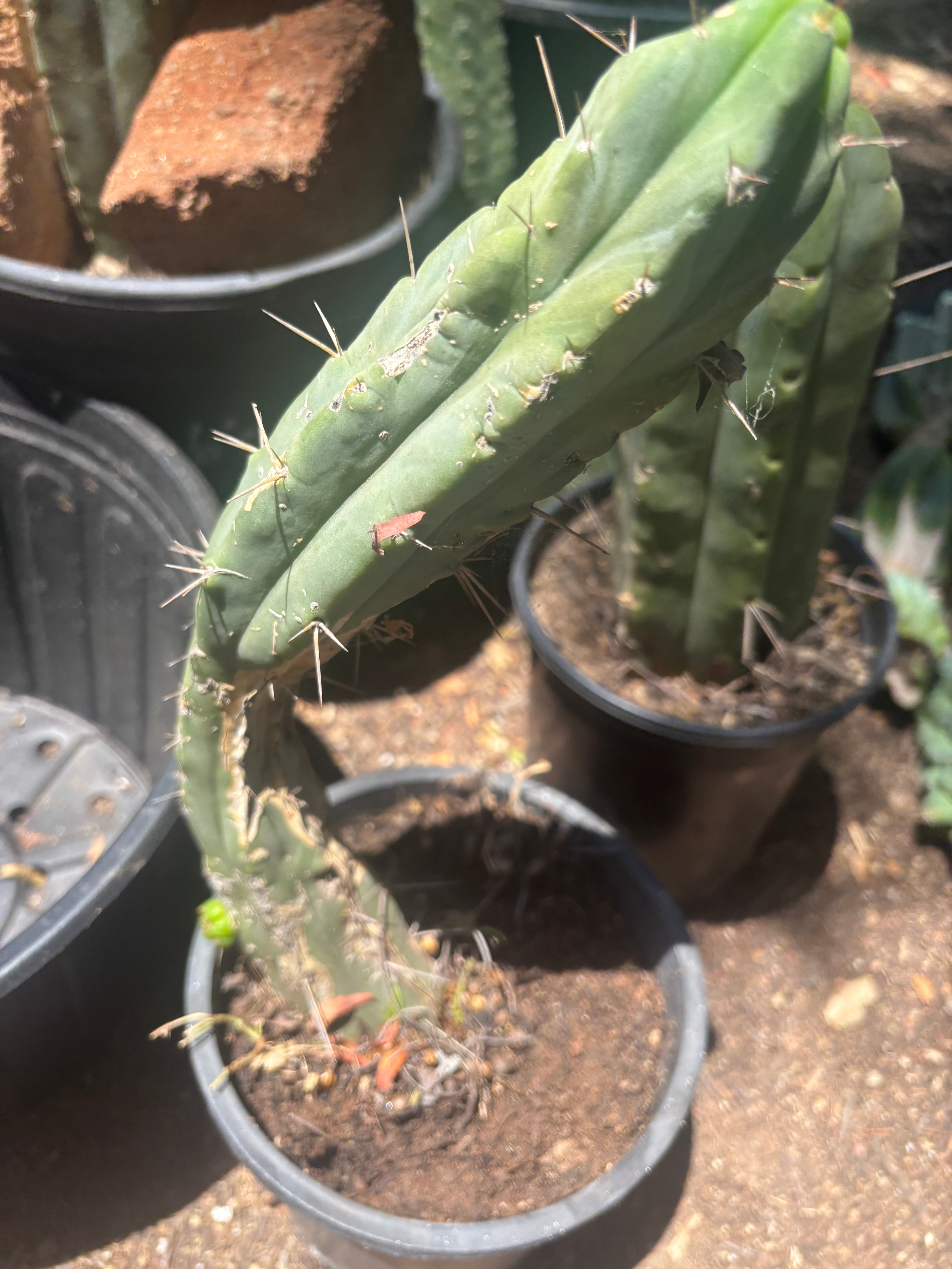 👑🌶️🌶️ Dulzura — Fully Rooted 14”