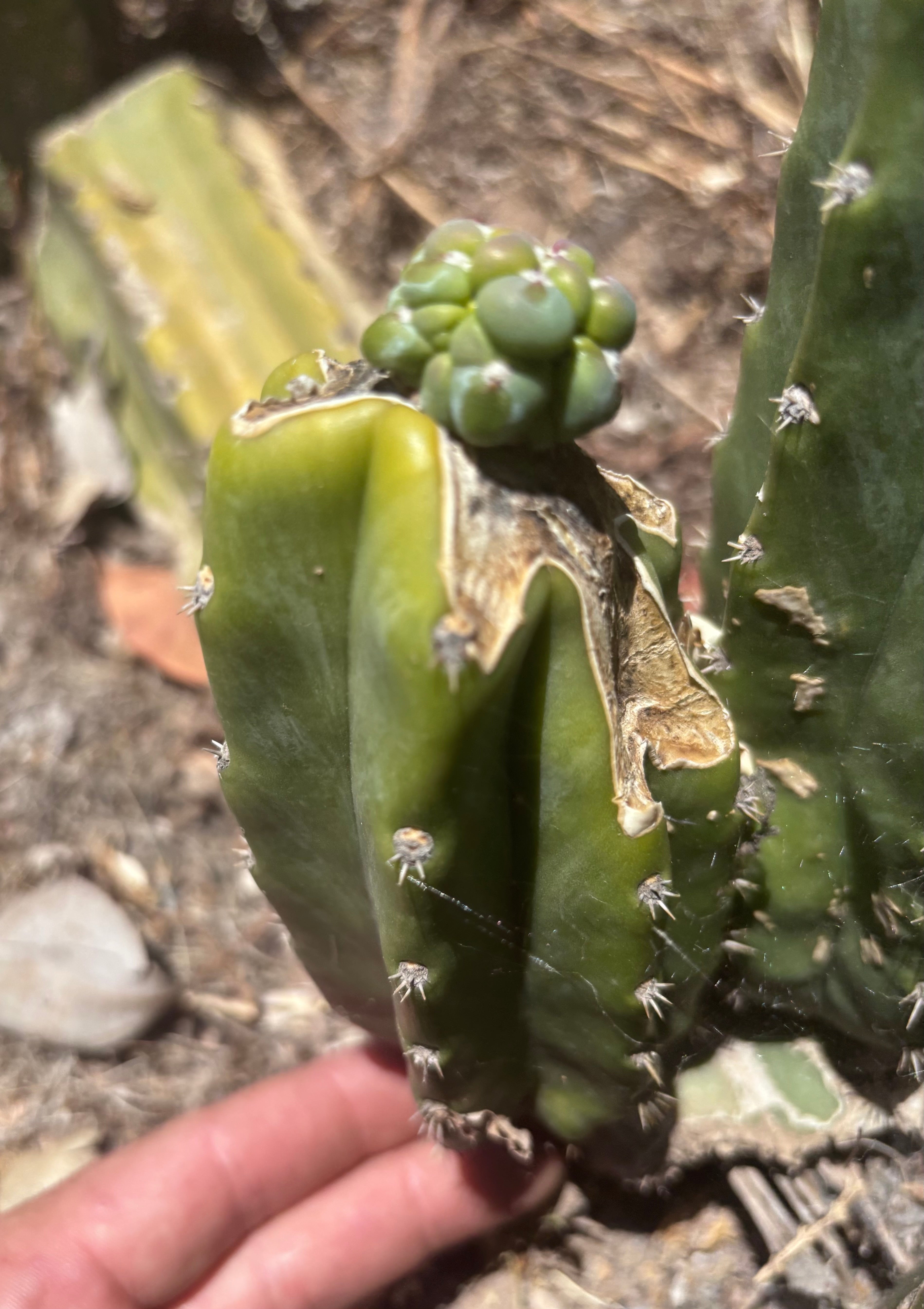 👑💎 The Weekly Glorp Graft