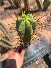 👑🌶️🌶️ Dulzura — 10” Tips (Restocked)