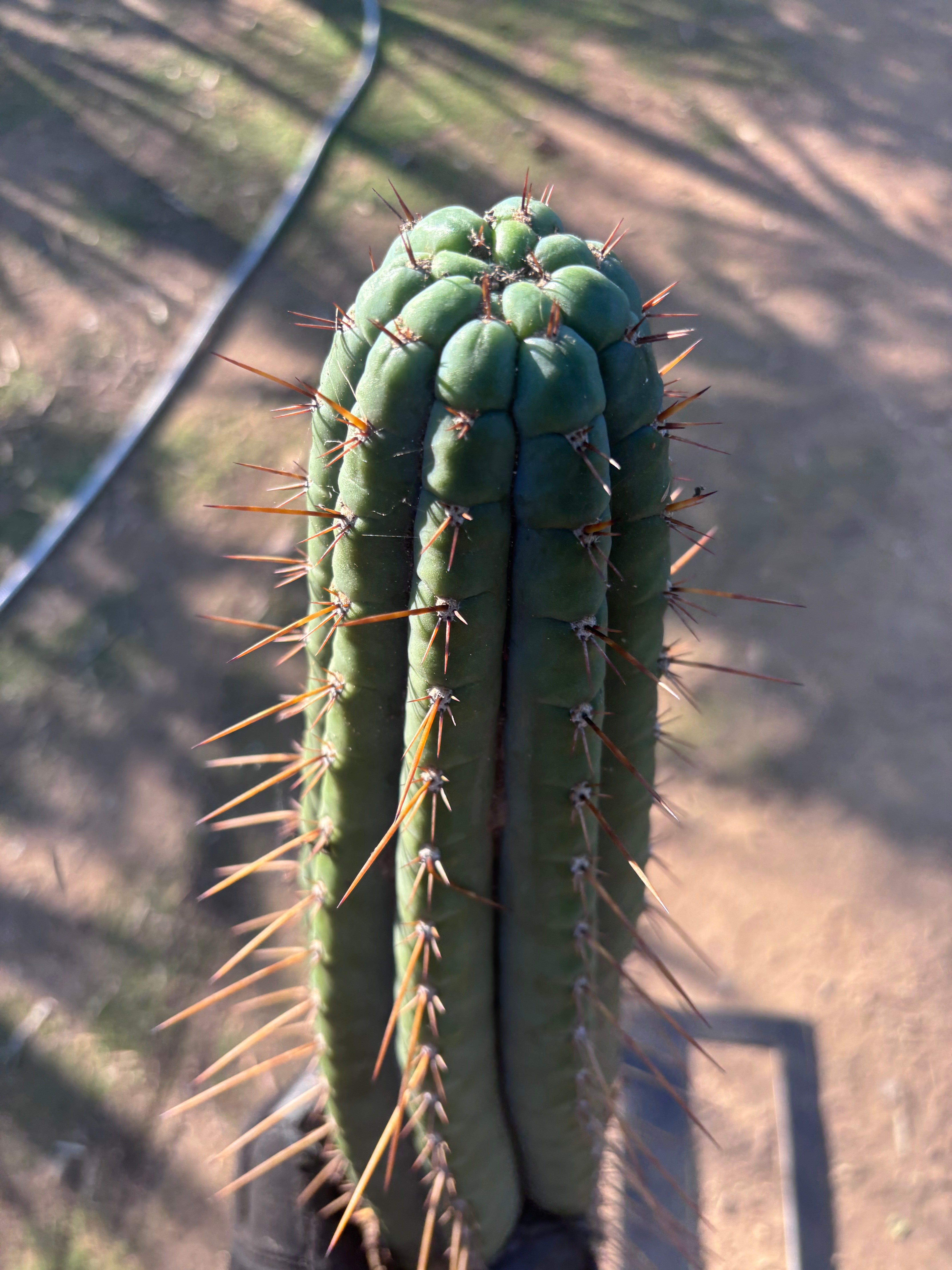 👑🌶️💎 Xochi — XXL 21” Tip