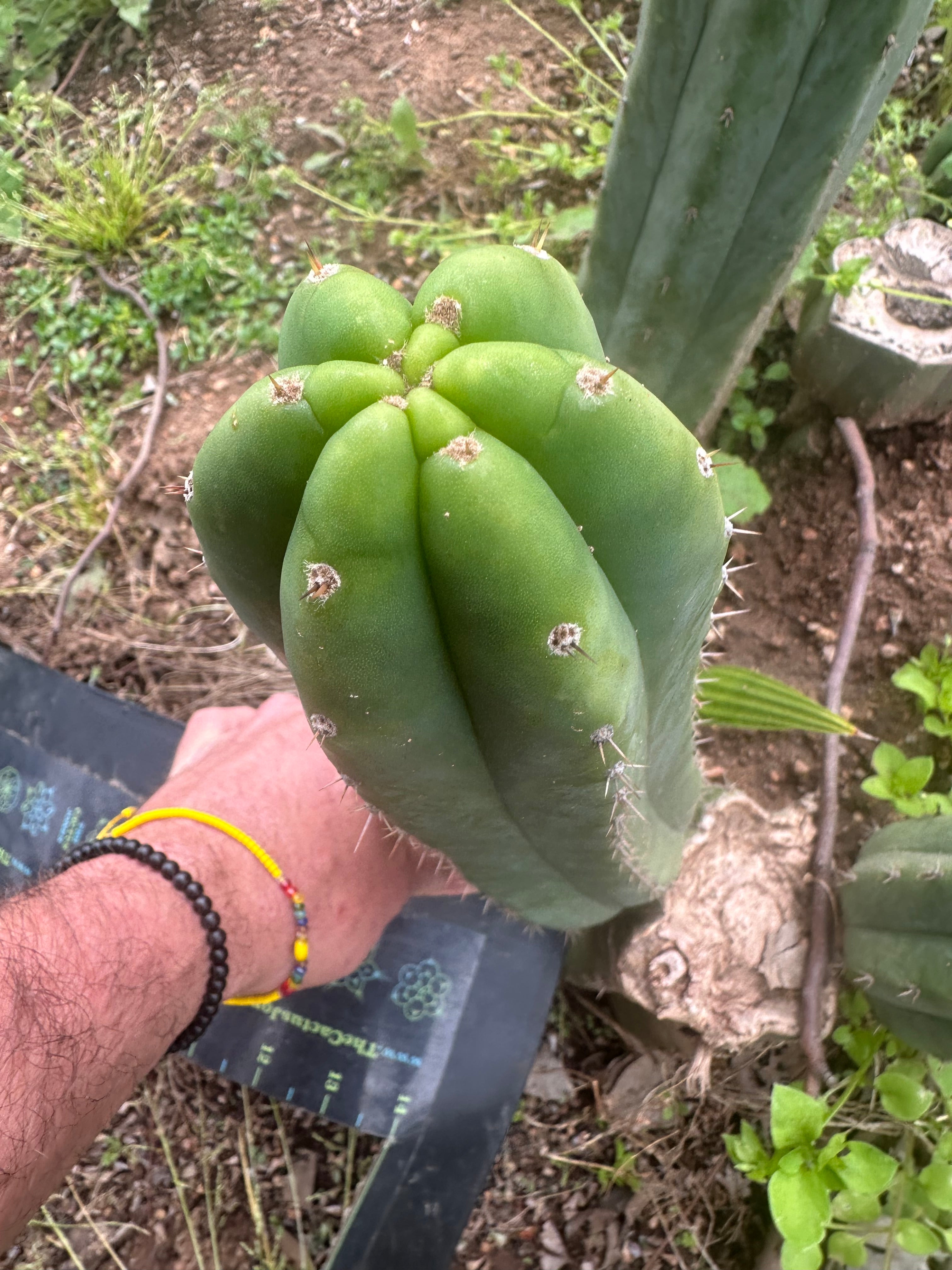 👑🌶️🌶️ Landfill — 10” Pup