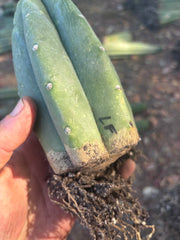 👑🌶️🌶️ Landfill — Rooted Tip